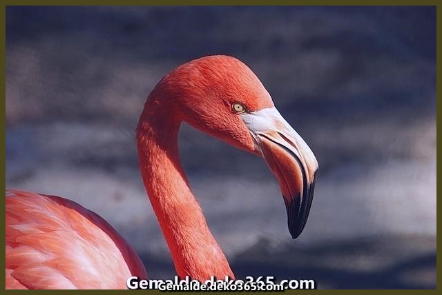 Ausgezeichnete Kostenlose Pixabay Zeichnung Flamingo Vogel Tier Rechnung Rot Bilder